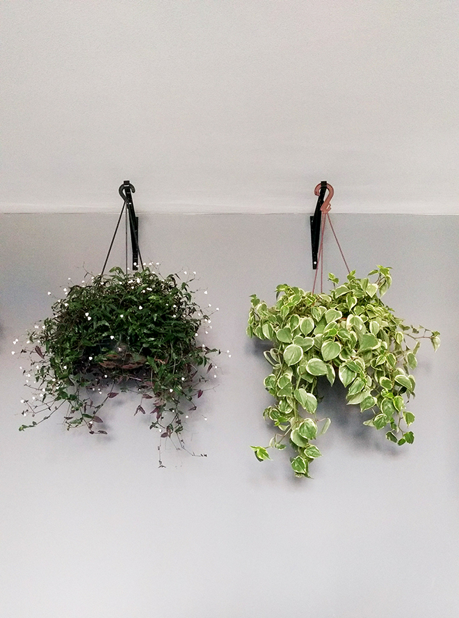 5 tipos de plantas ideais para ter em vasos pendentes dentro de casa - Blog  de decoração faça você mesmo - Casa de Firulas