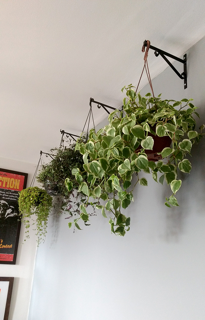 5 tipos de plantas ideais para ter em vasos pendentes dentro de casa - Blog  de decoração faça você mesmo - Casa de Firulas